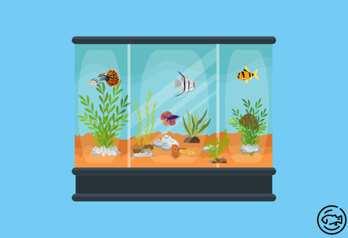 Best-Aquarium-Plants-For-Oxygenation