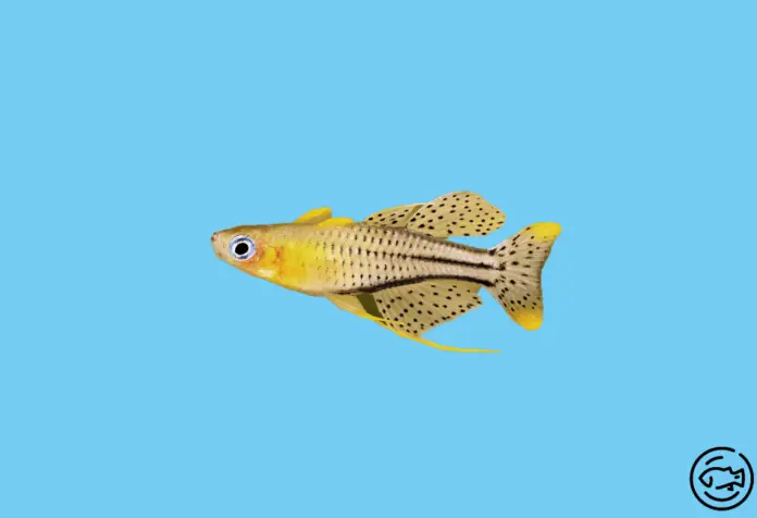 Gertrude-Fish