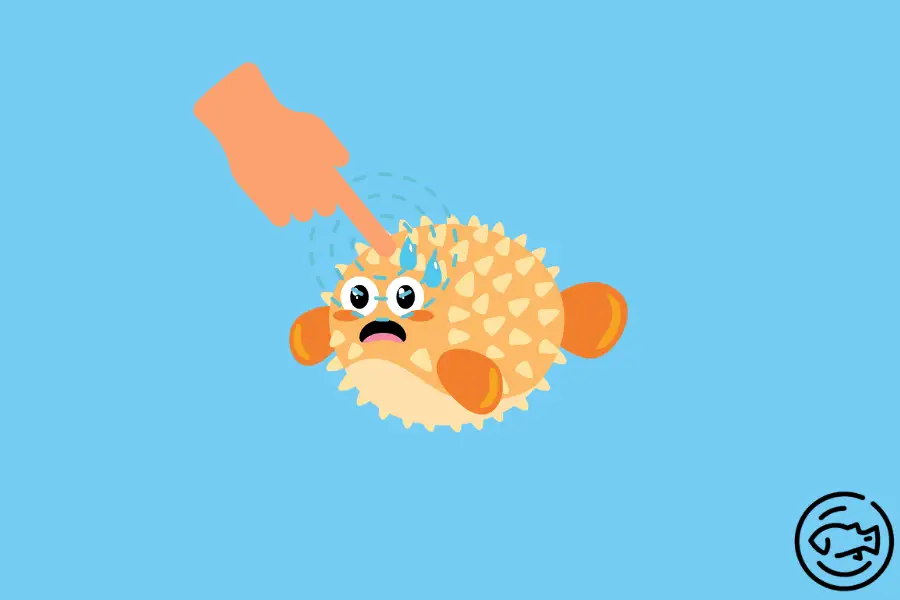 Are-Puffer-Fish-Poisonous-To-Touch