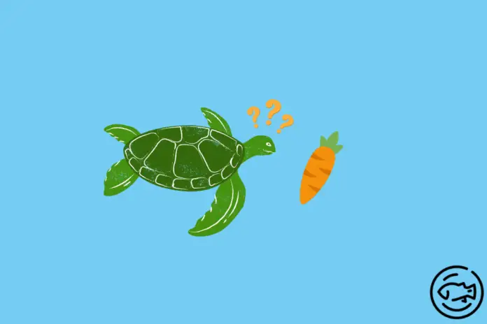 Can-Turtles-Eat-Carrots