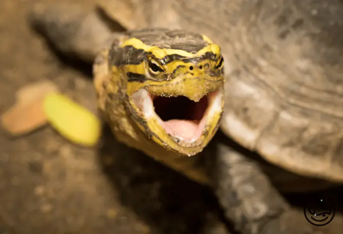Turtle-Open-Mouth