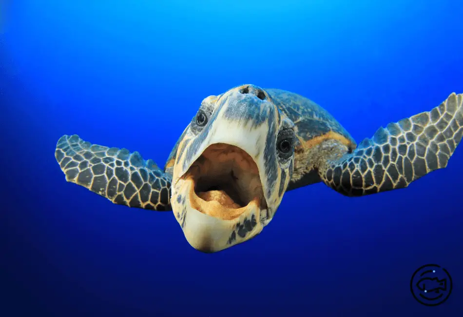 Turtle-Open-Mouth