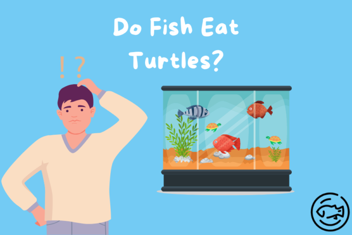 Do-Fish-Eat-Turtles
