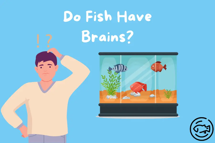 Do-fish-have-brains
